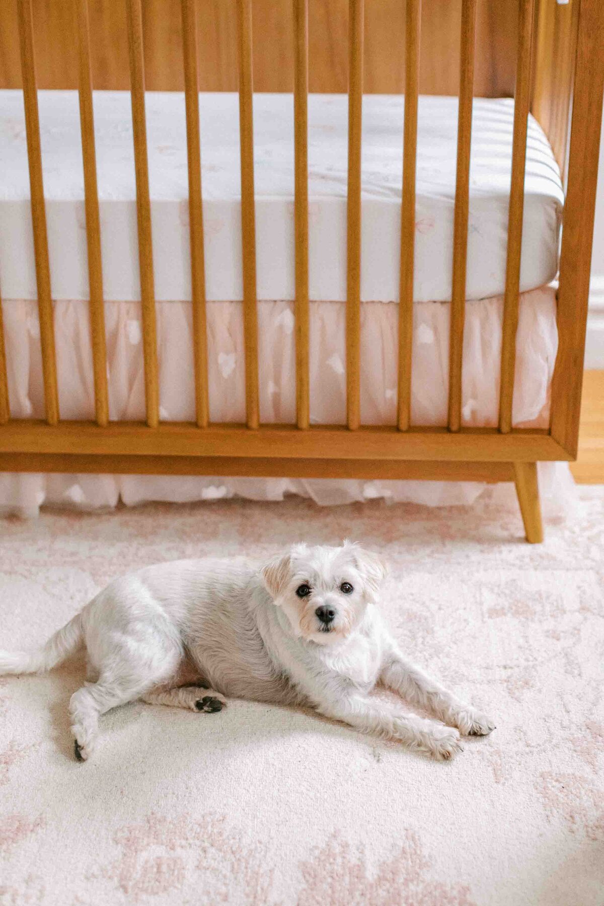dog sitting in light by crib