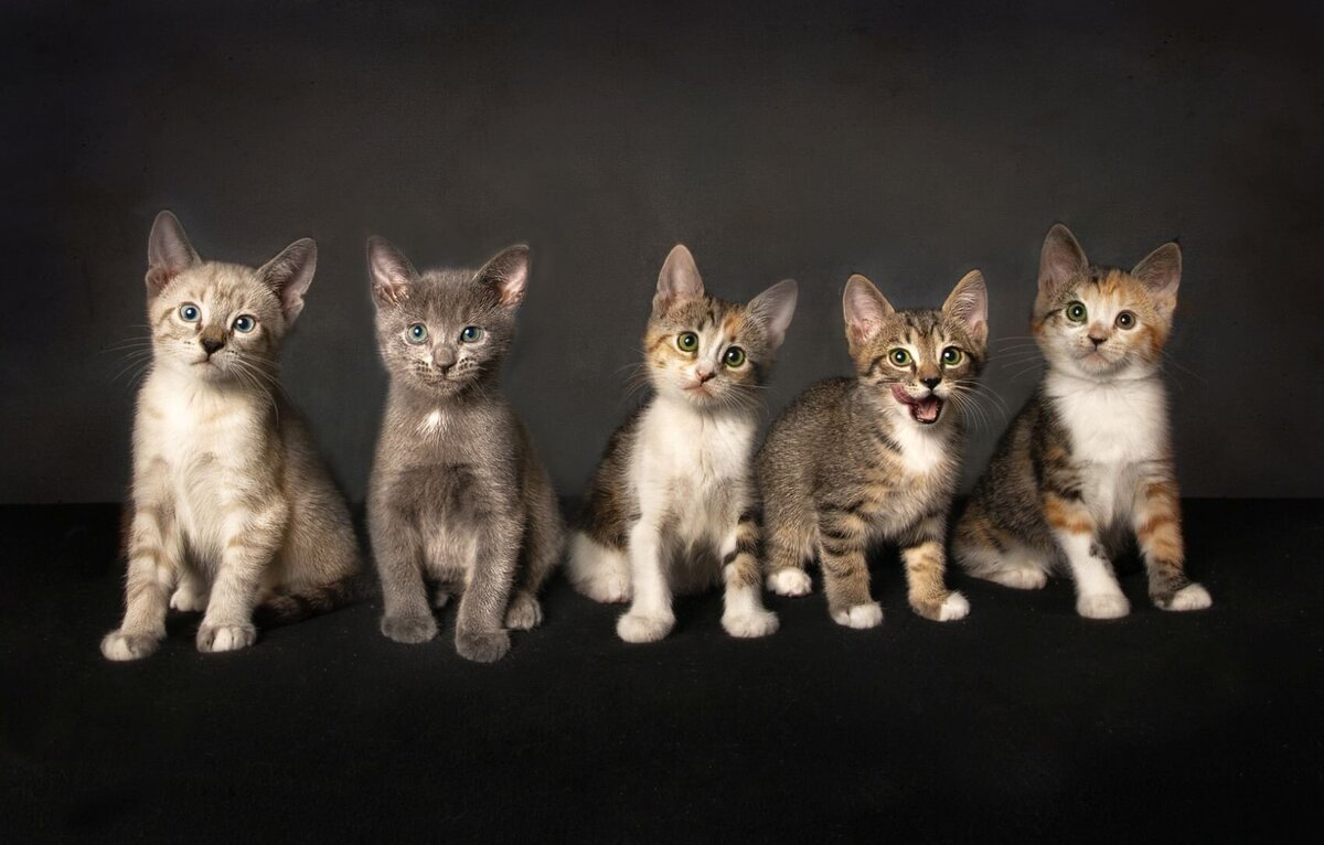 lilla-bordas-portraits-tampa-CAT-photographer1238