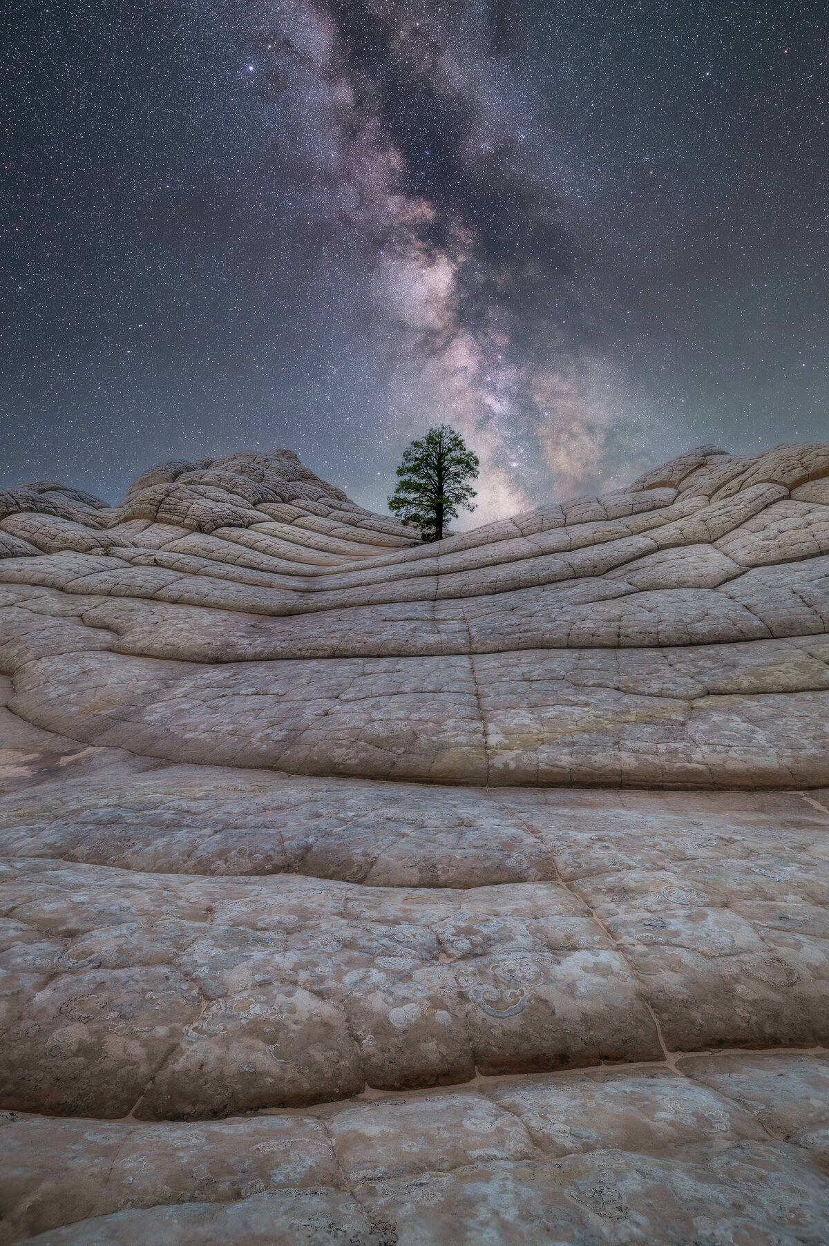 Whitepocket Tree Milkyway