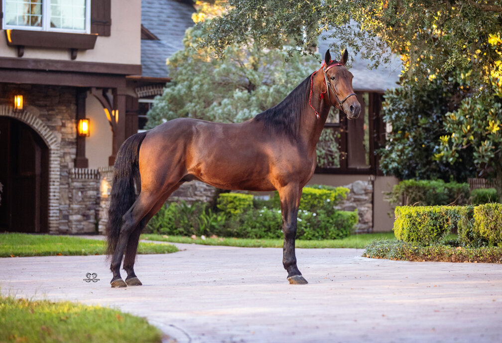 get live stable-stallion