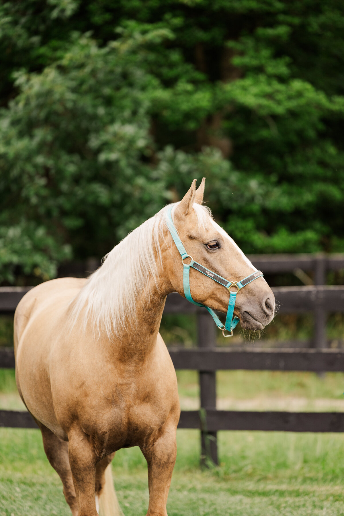 Equine Photographer in Richmond, Virginia