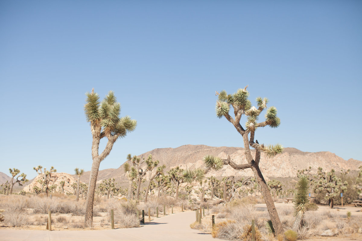 150708_150708 joshua tree_0309