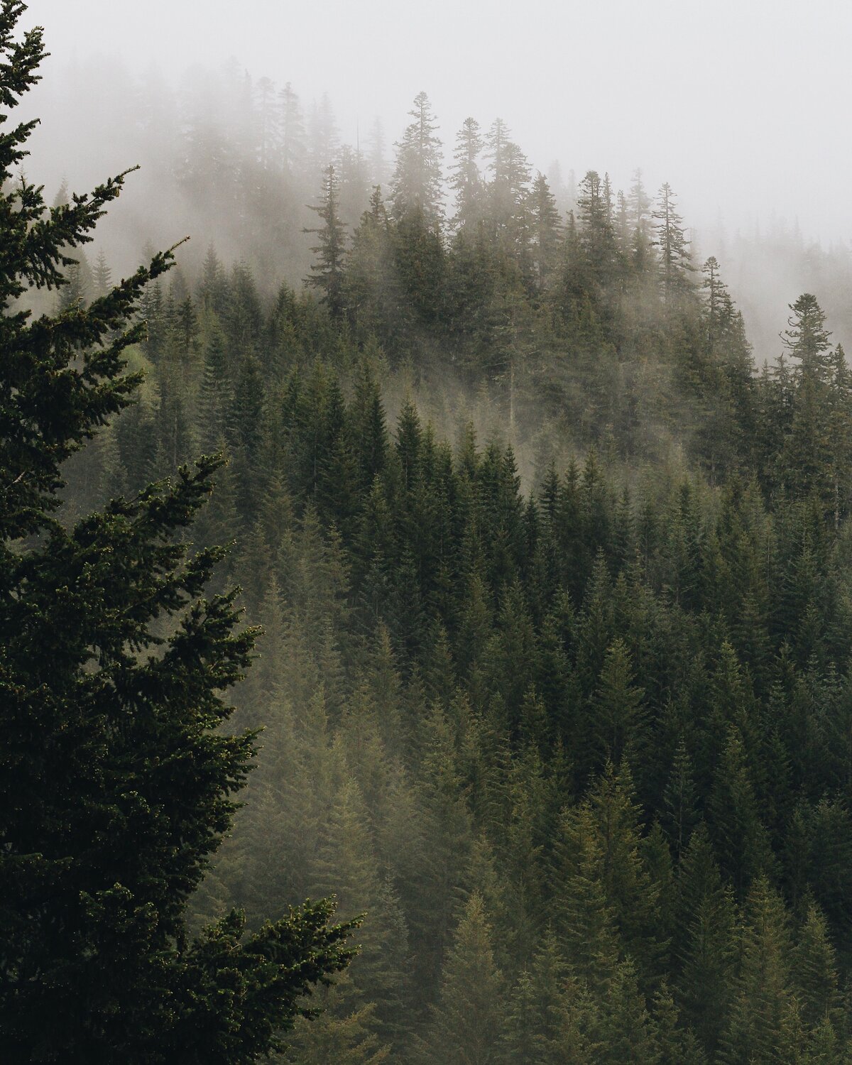 foggy forrest trees