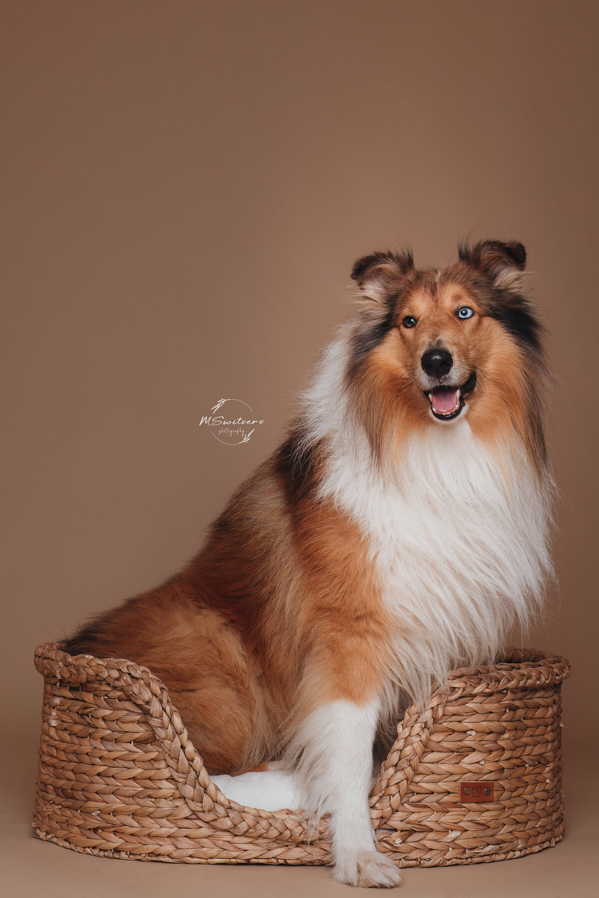 Een collie zittend in de mand in de studio tijdens een  hondenfotoshoot met achtergrondpapier en flitser. 