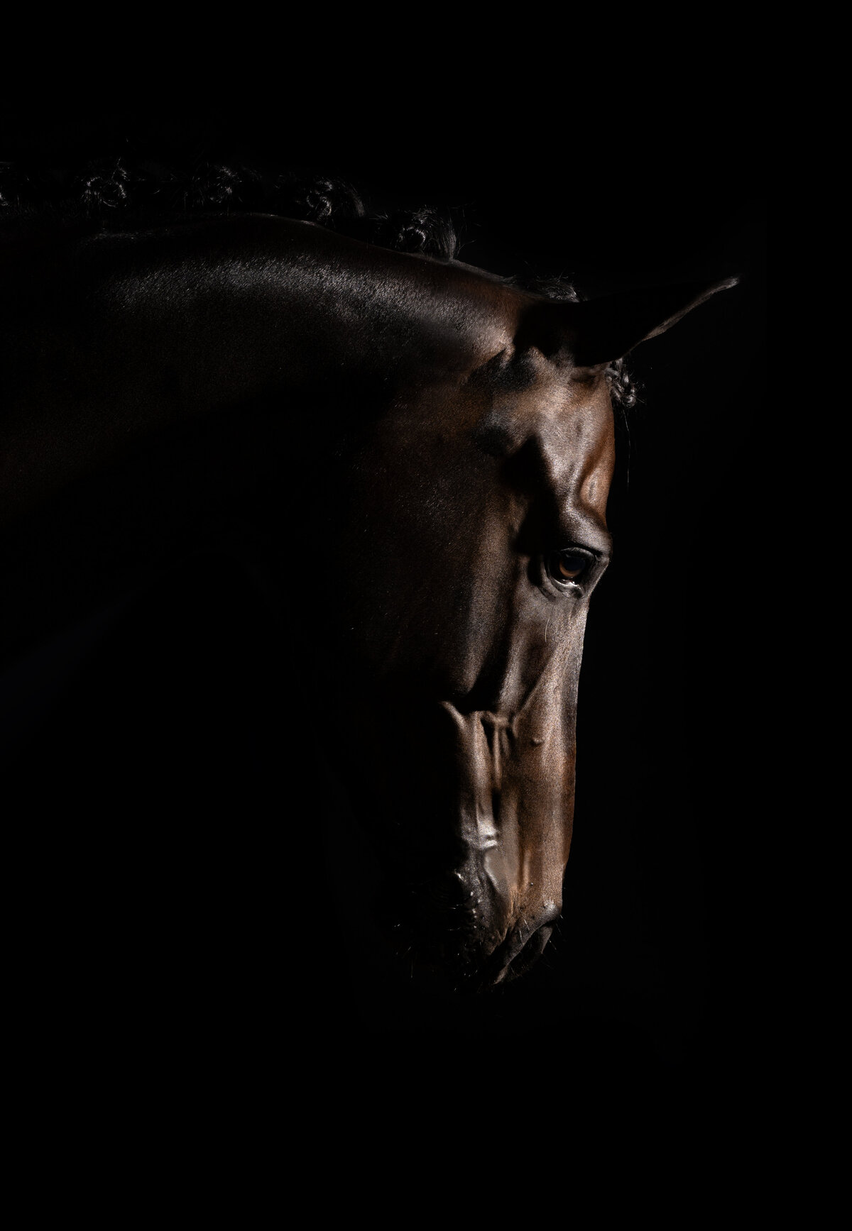 Equine fine-art | actie foto's & portretten | Paarden fotograaf Groningen
