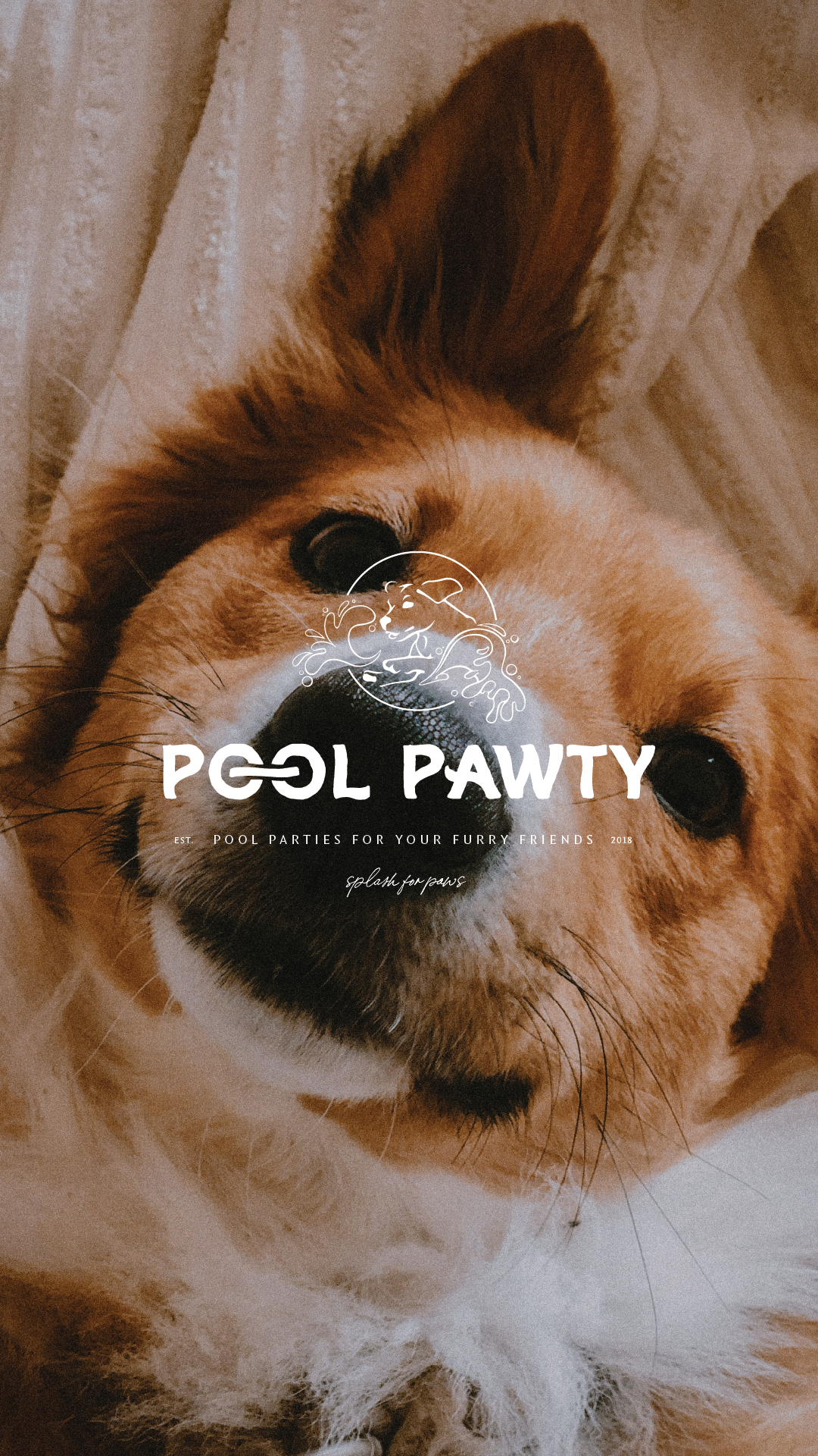 branding design and website design