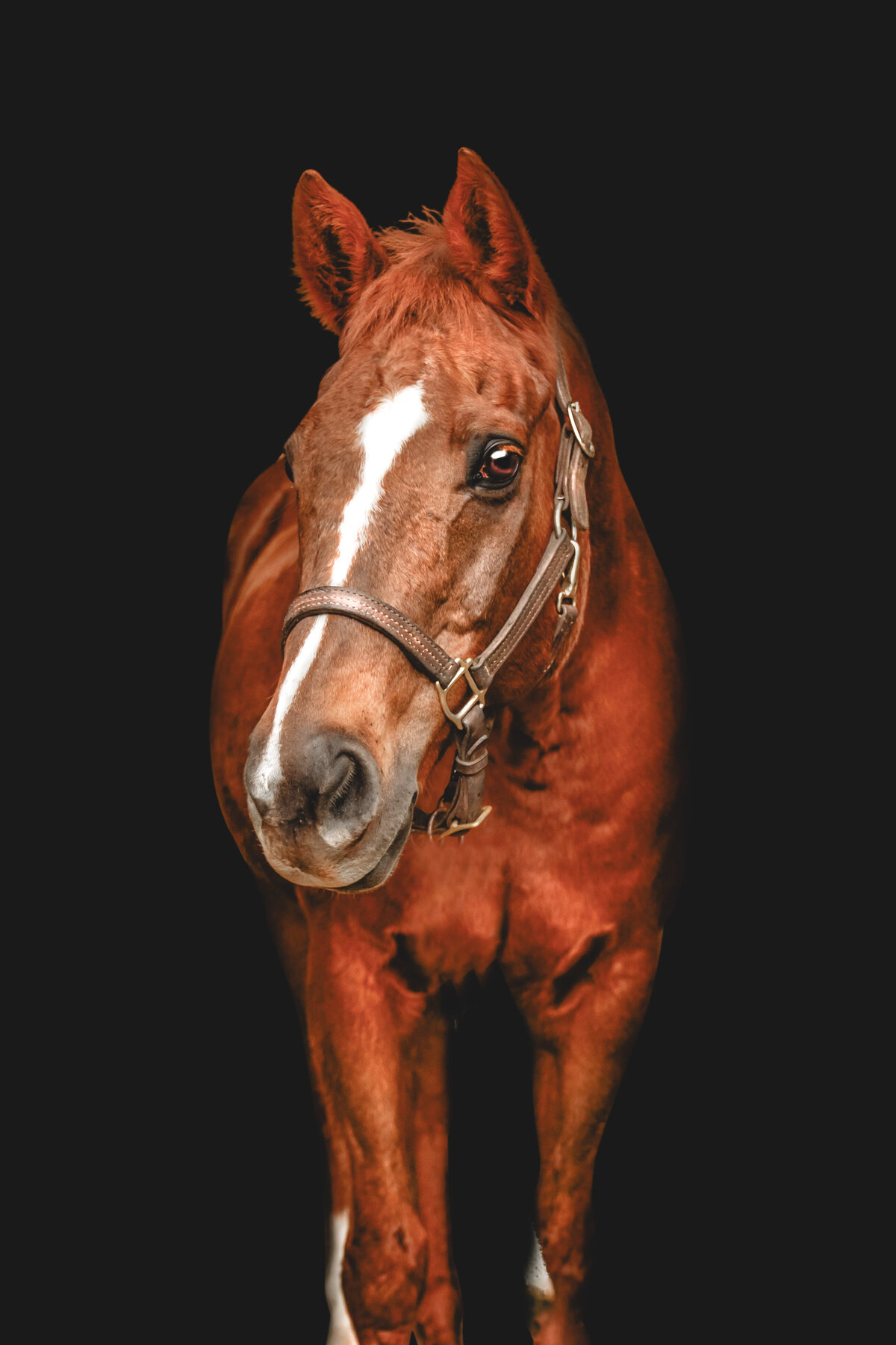 Remi | JGP Equine