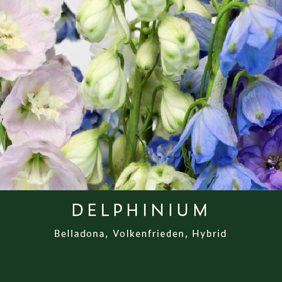 Delphinium