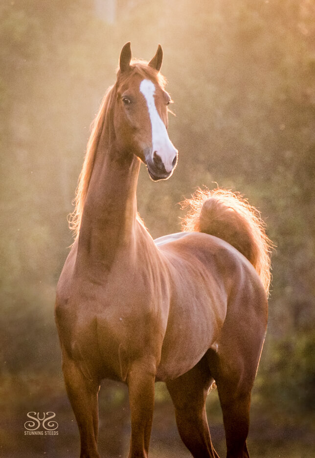 stunning-steeds-photo-chestnut-saddlebred-gelding