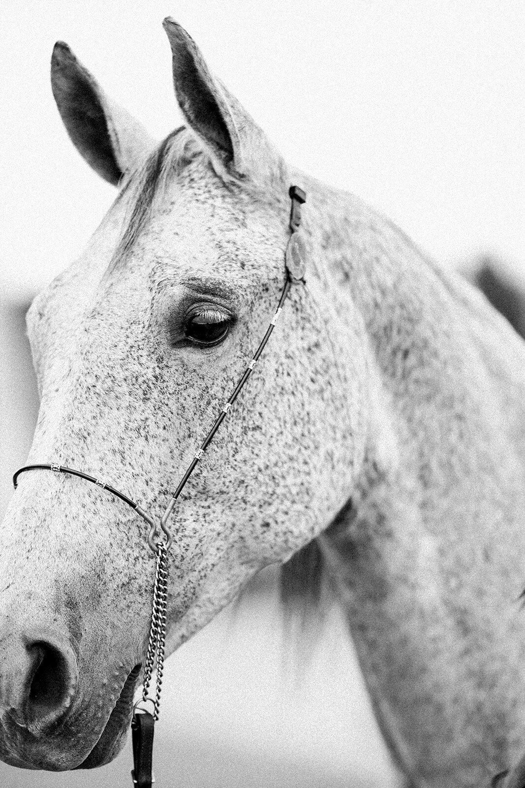 Equestrian Photography206