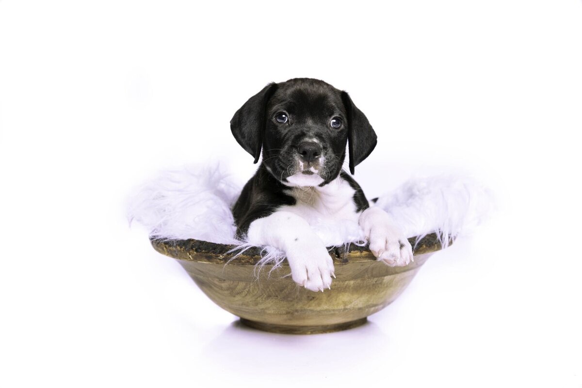 lilla-bordas-portraits-tampa-DOG-photographer1324_1