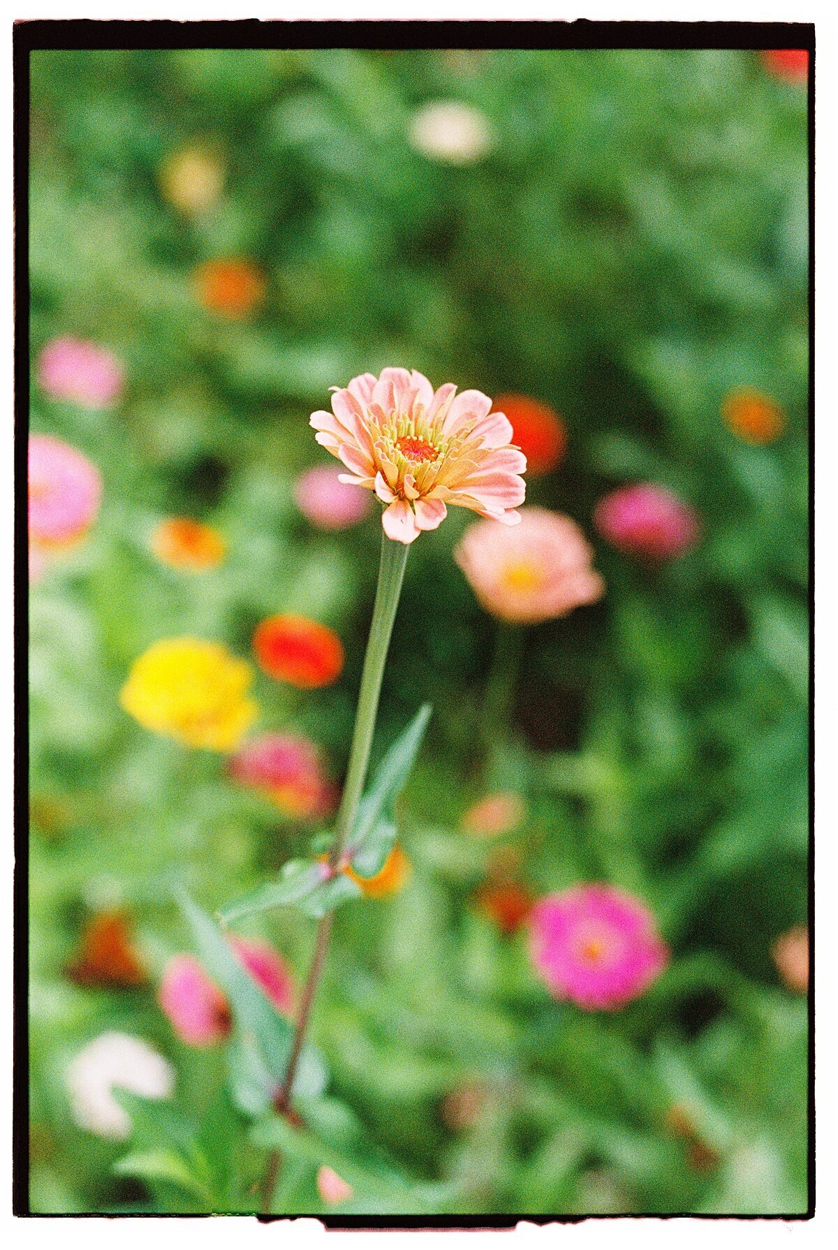 Amber_Watson_Film_Florals (1)