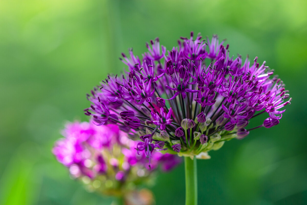 allium_2872_2