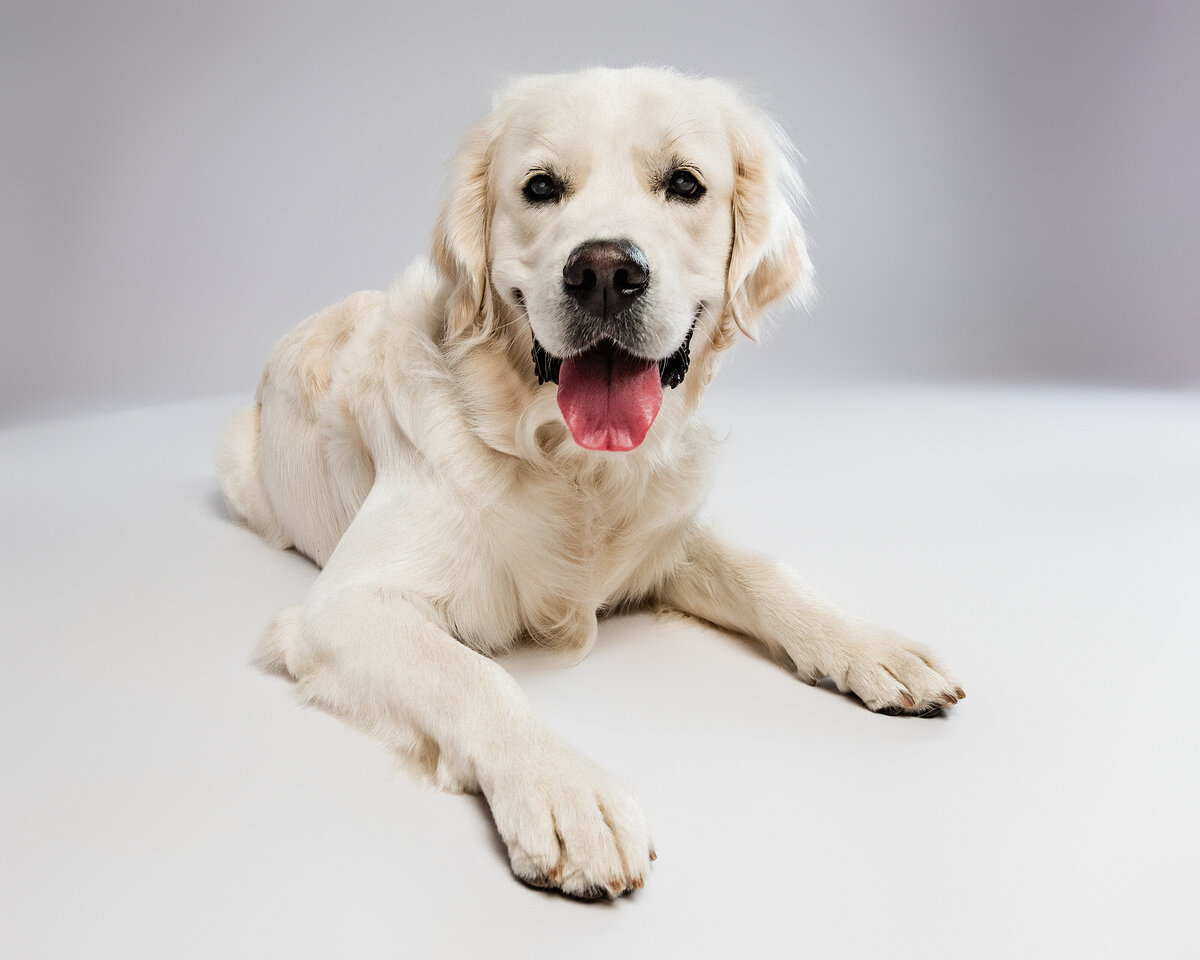 issaquah-dog-photographer-(4 of 5)