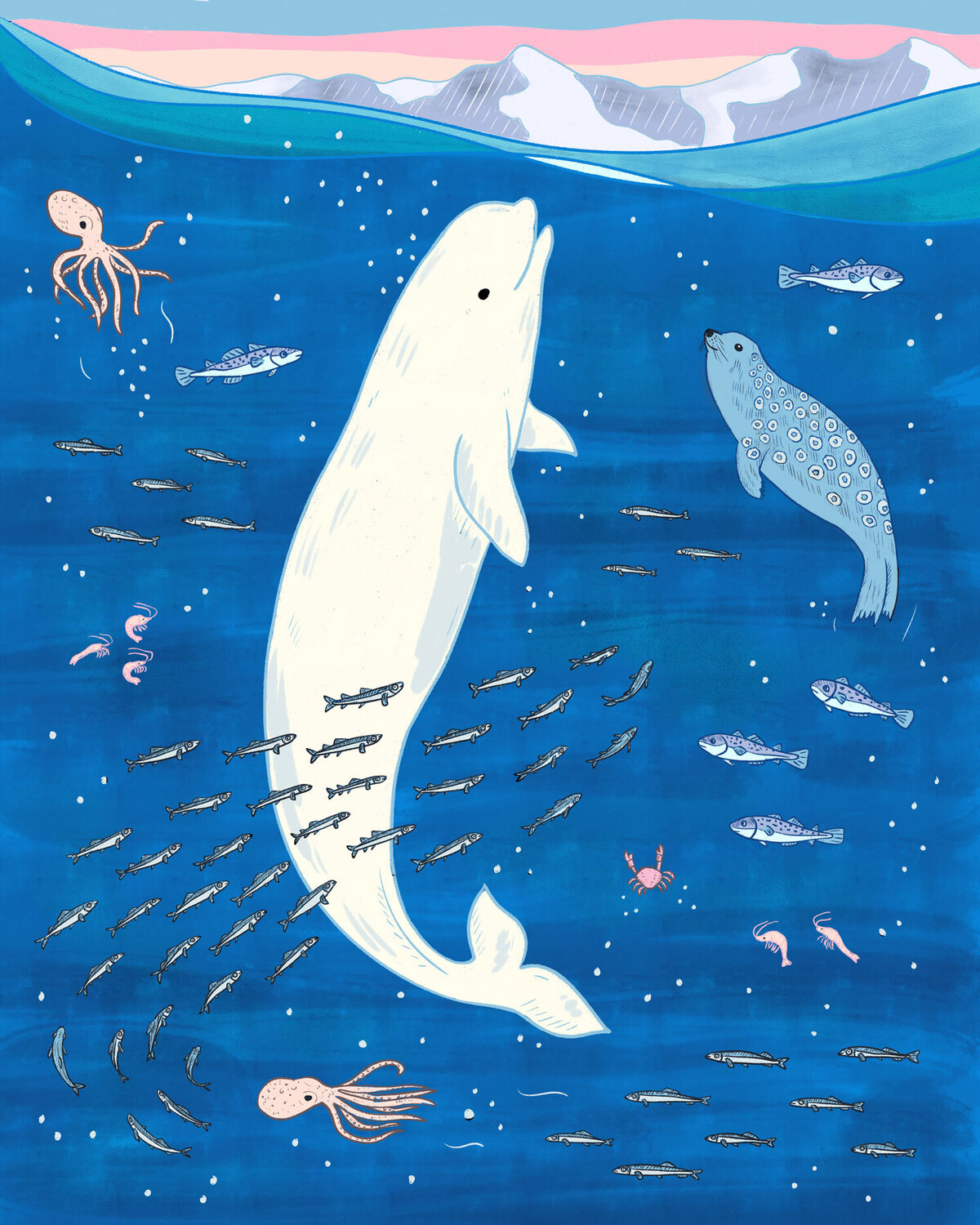 BelugaSeal_Color-copy_web