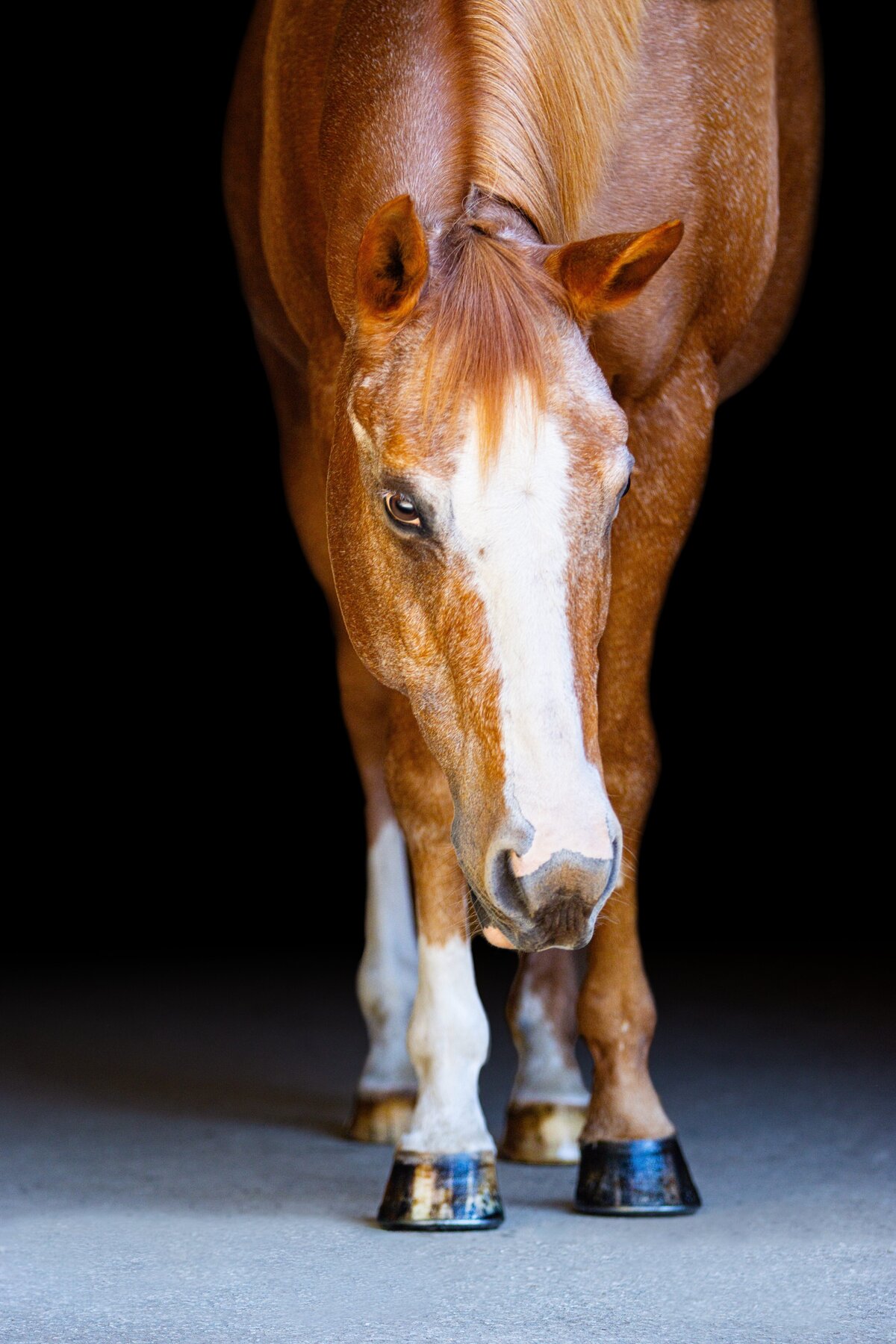 A chestnut horse with its head down during an equine black background photoshoot in Willow Spring, North Carolina