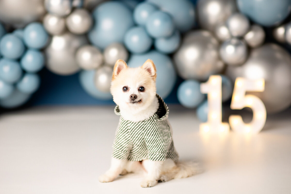 NW Arkansas pet photographer, dog photography NW Arkansas, pet photography near me