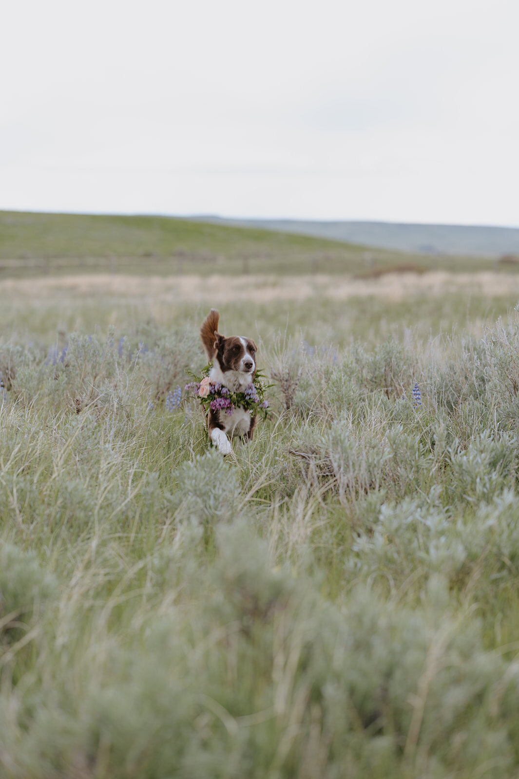 Carly-Patrick-Sheridan-Wyoming-Elopement-018