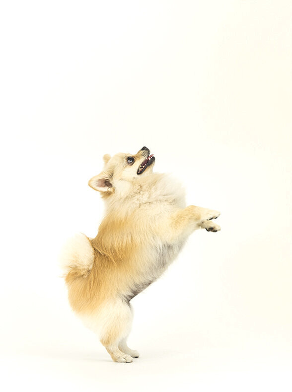 pet-photo-session-example-jumping