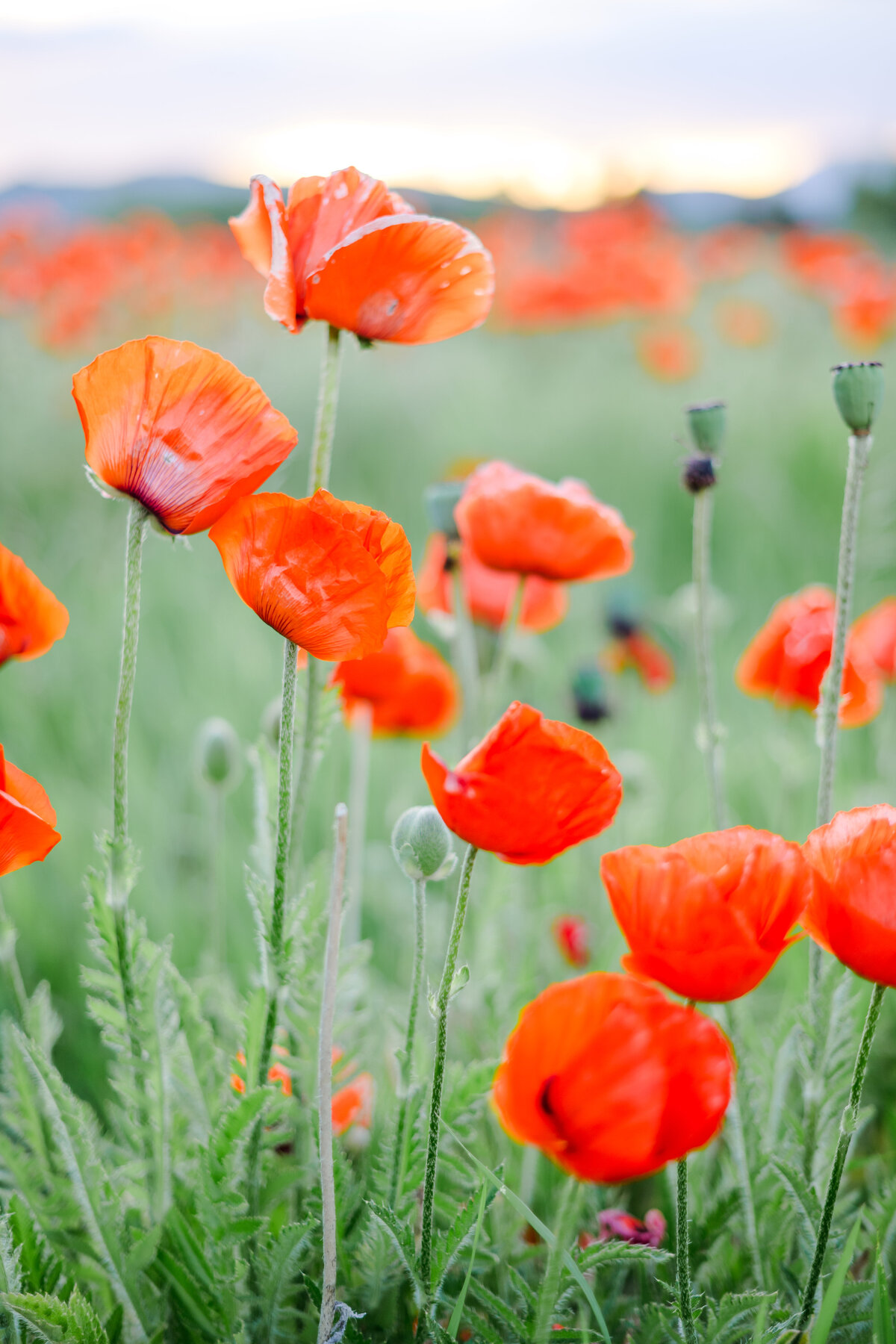 005-Poppies_Aspen_Mountain_Landscape_Aspen_Photographer_MaggShots_Photography
