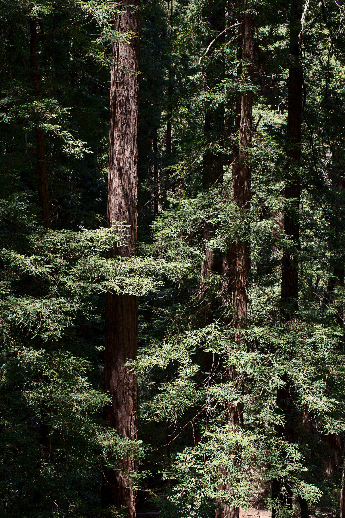 20150601_MENDOCINO_0057_01