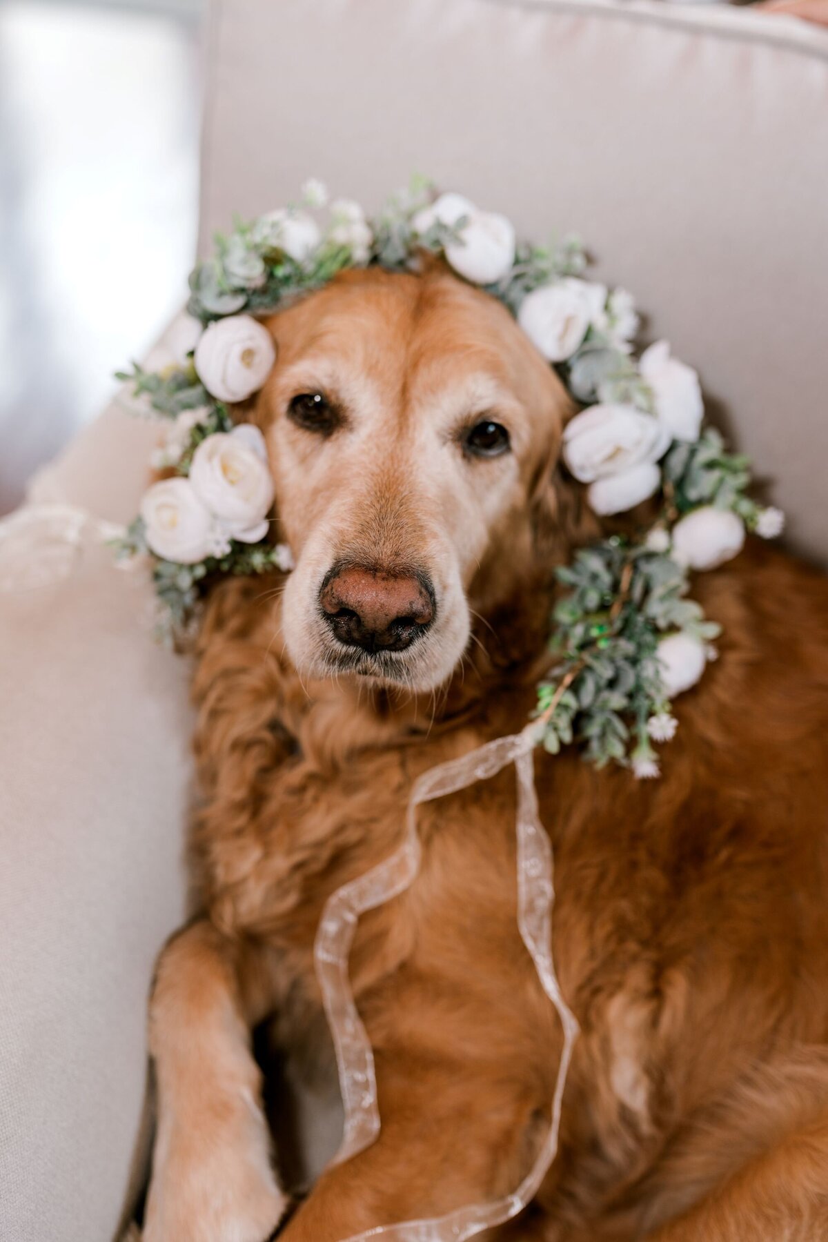 dog-on-wedding-day-flower-crown-lewallen-farms-waleska-ga