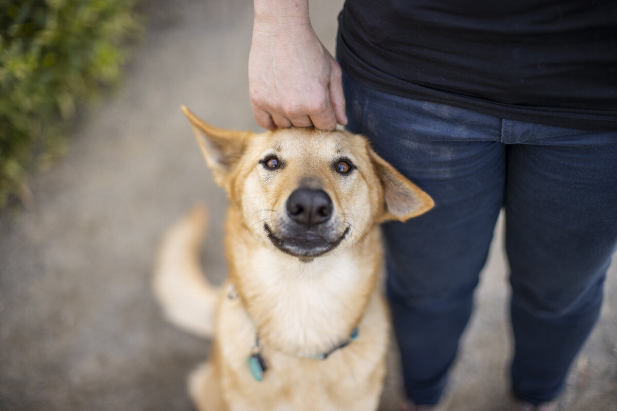 pet product photographer 5 copy