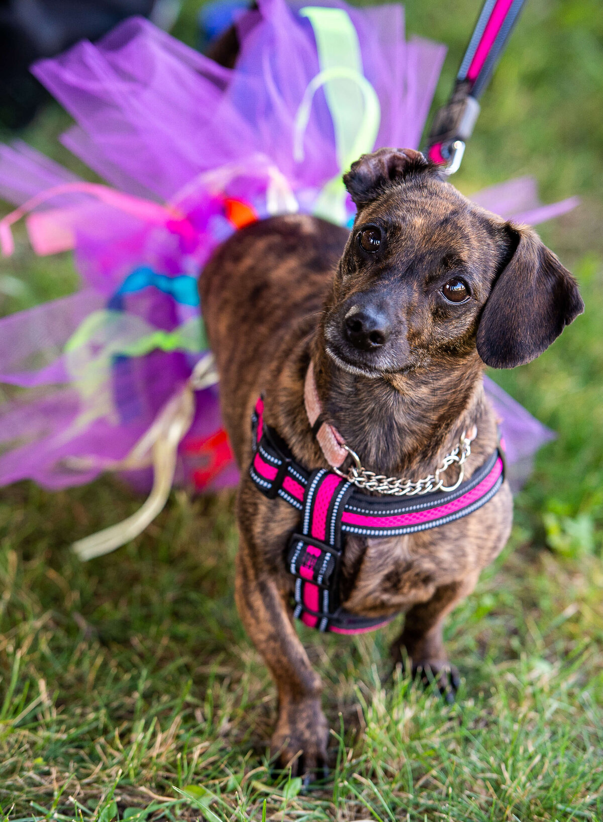 Ottawa event photography a little dog wearing a pride tutu. Captured by JEMMAN Photography COMMERCIAL during the Tweed Canopy Growth Pride Parade