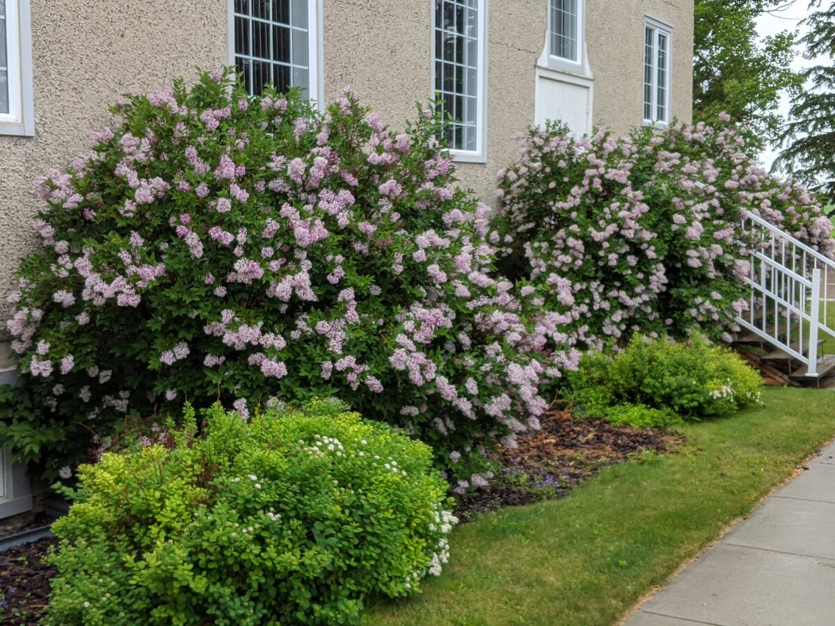 Bergthal lilacs