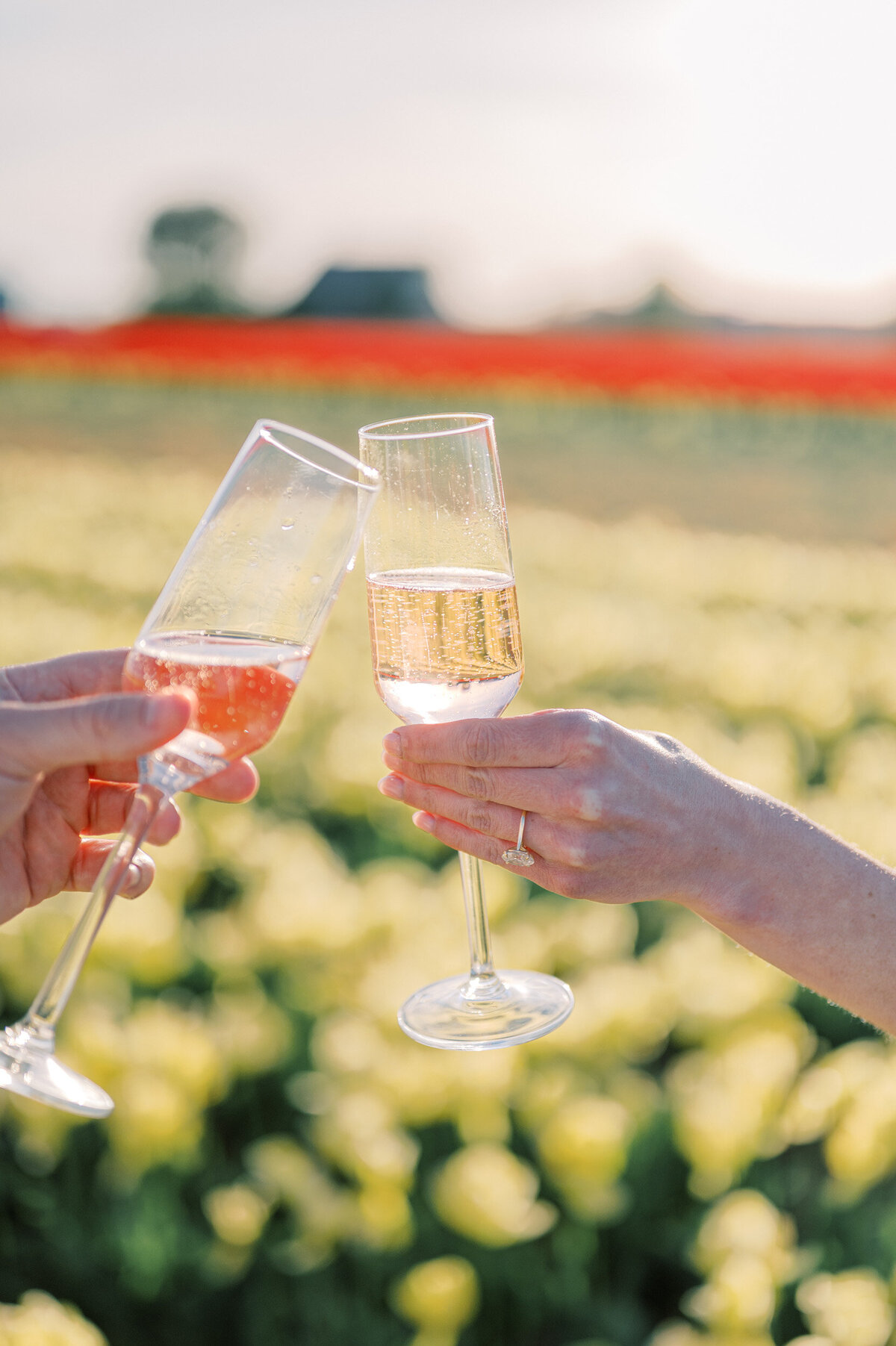 tulip-field-proposal-amsterdam-164