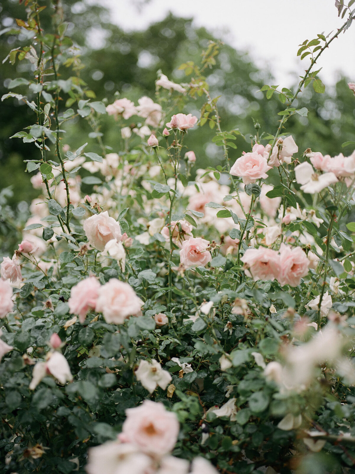 Roses captured by Michigan film wedding photographer Christina Harrison, Glass House Community
