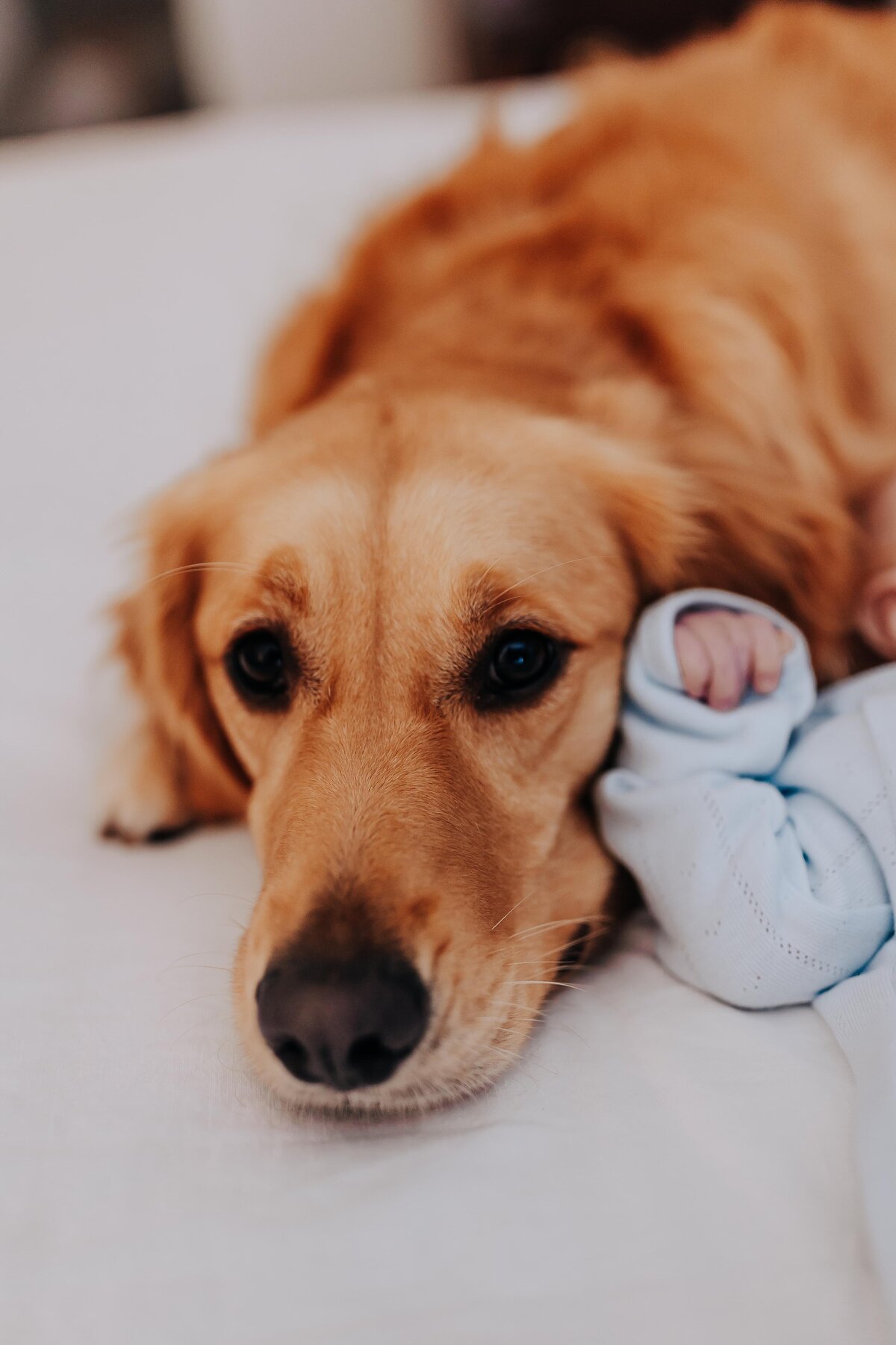 Nashville newborn photographer captures baby leaning against dog