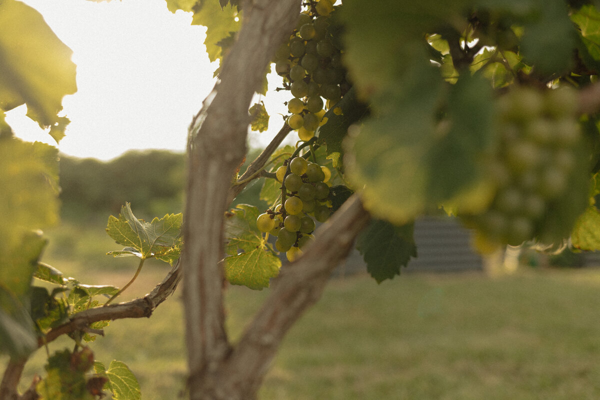 Romantic couples picnic surrounded by tropical greenery at a Florida winery