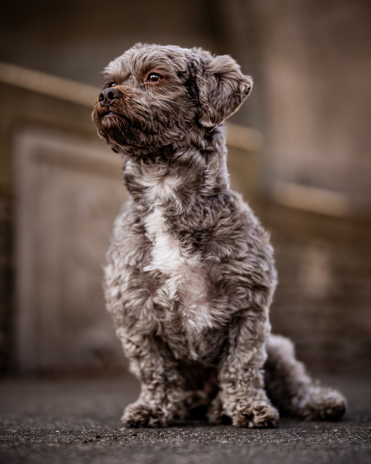 brown maltese mix portrait shot low making him look like a king