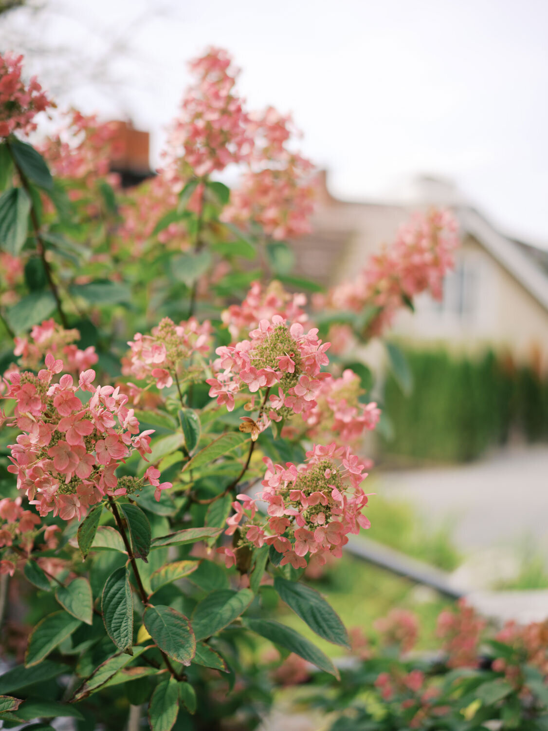 Close-up of pink hydrangeas in bloom