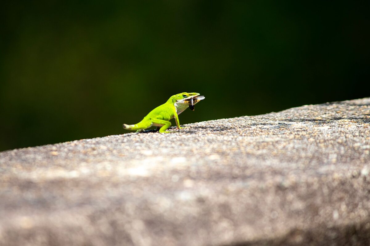 North_Carolina_Zoo_124-4853ad04-2500