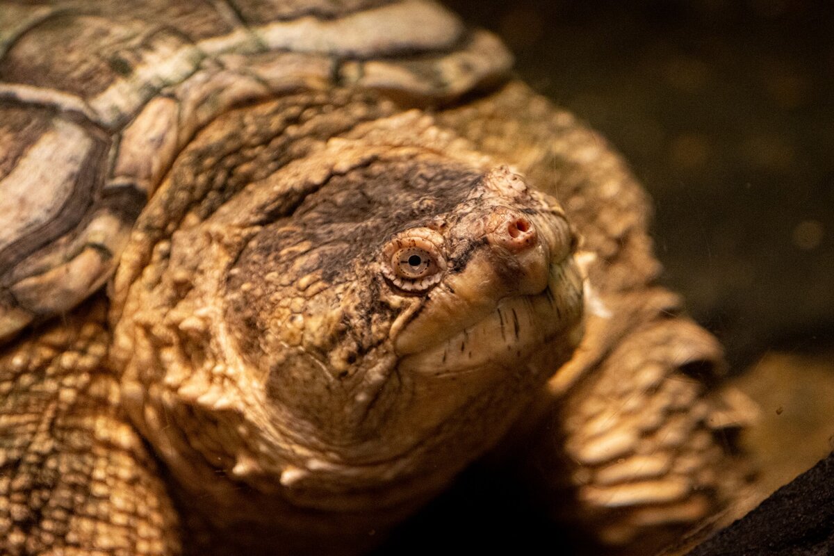 alligatorsnappingturtle-f1558fc6-2500