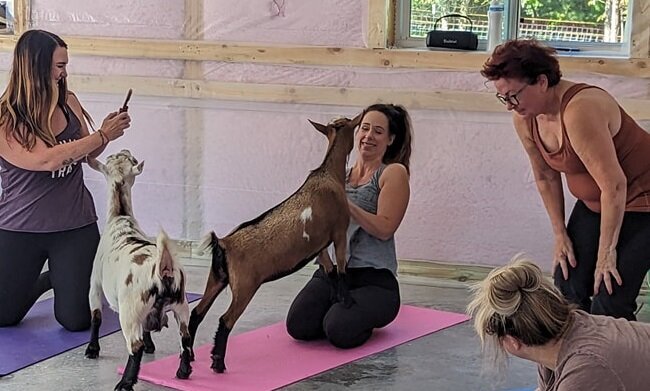 Goats and women doing yoga