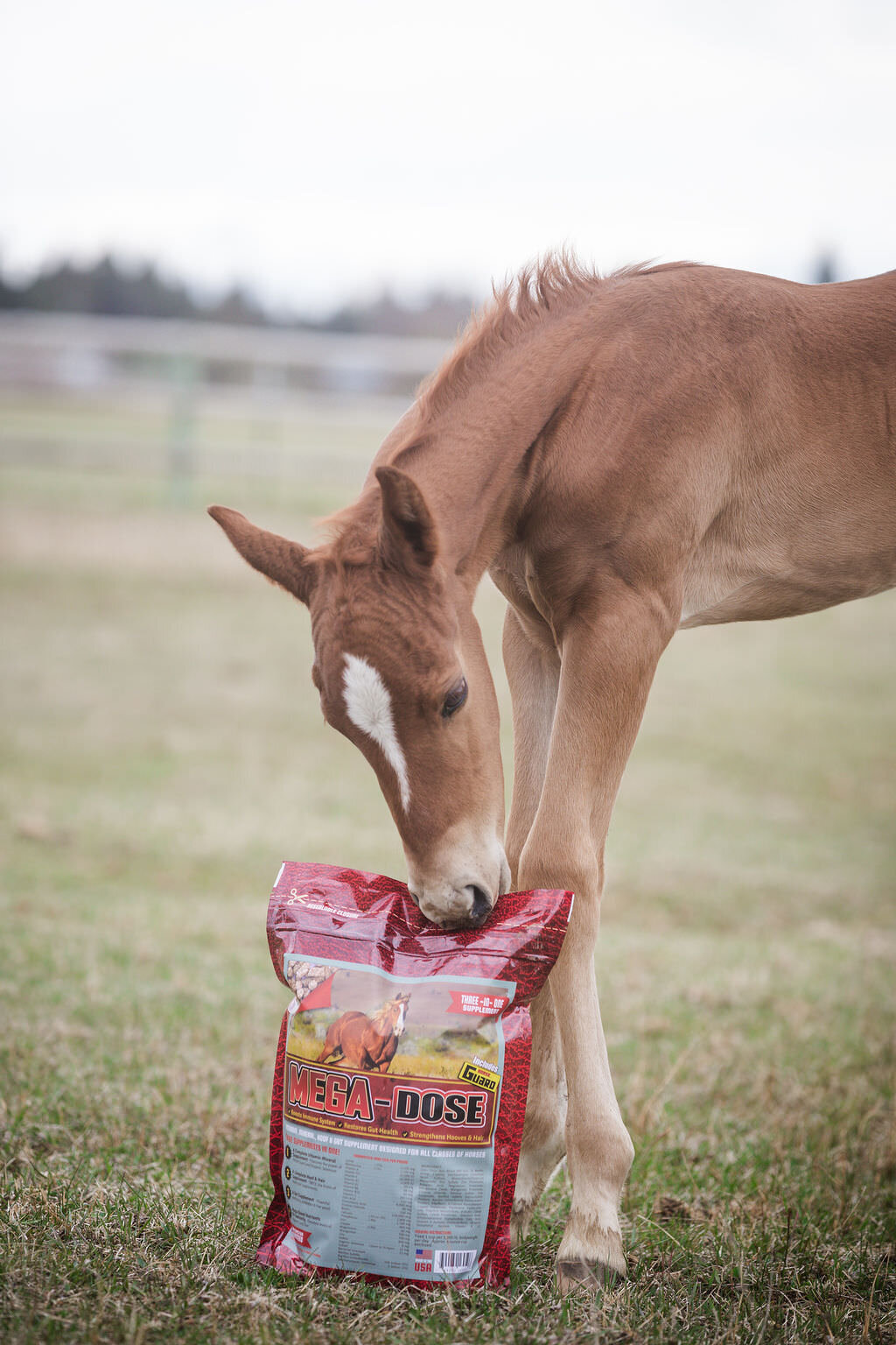 20240414_kya-photography-equestrian-photographer_0003
