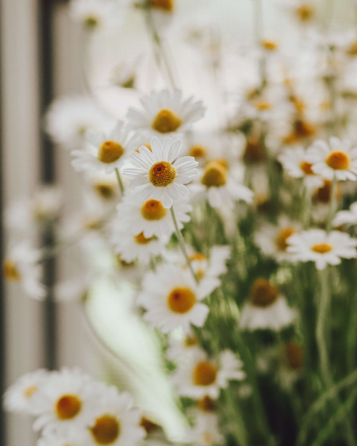 daisies@3x