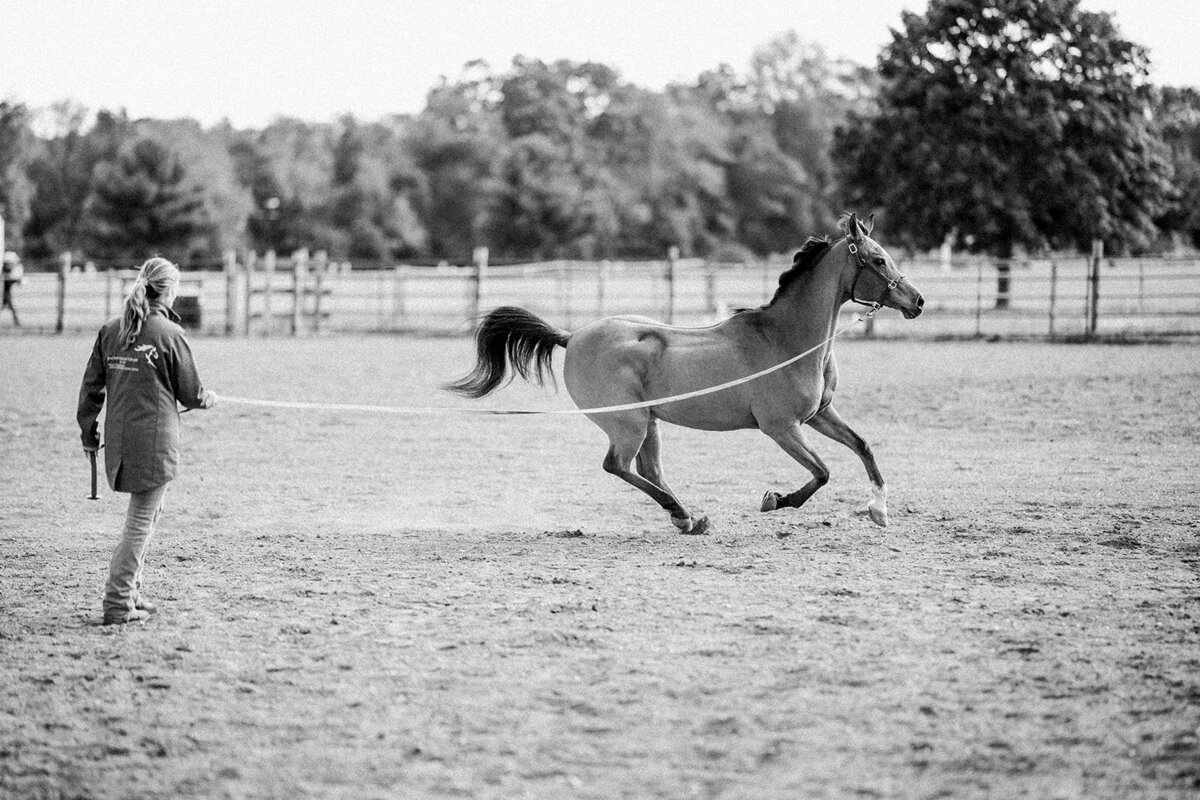Equestrian Photography299