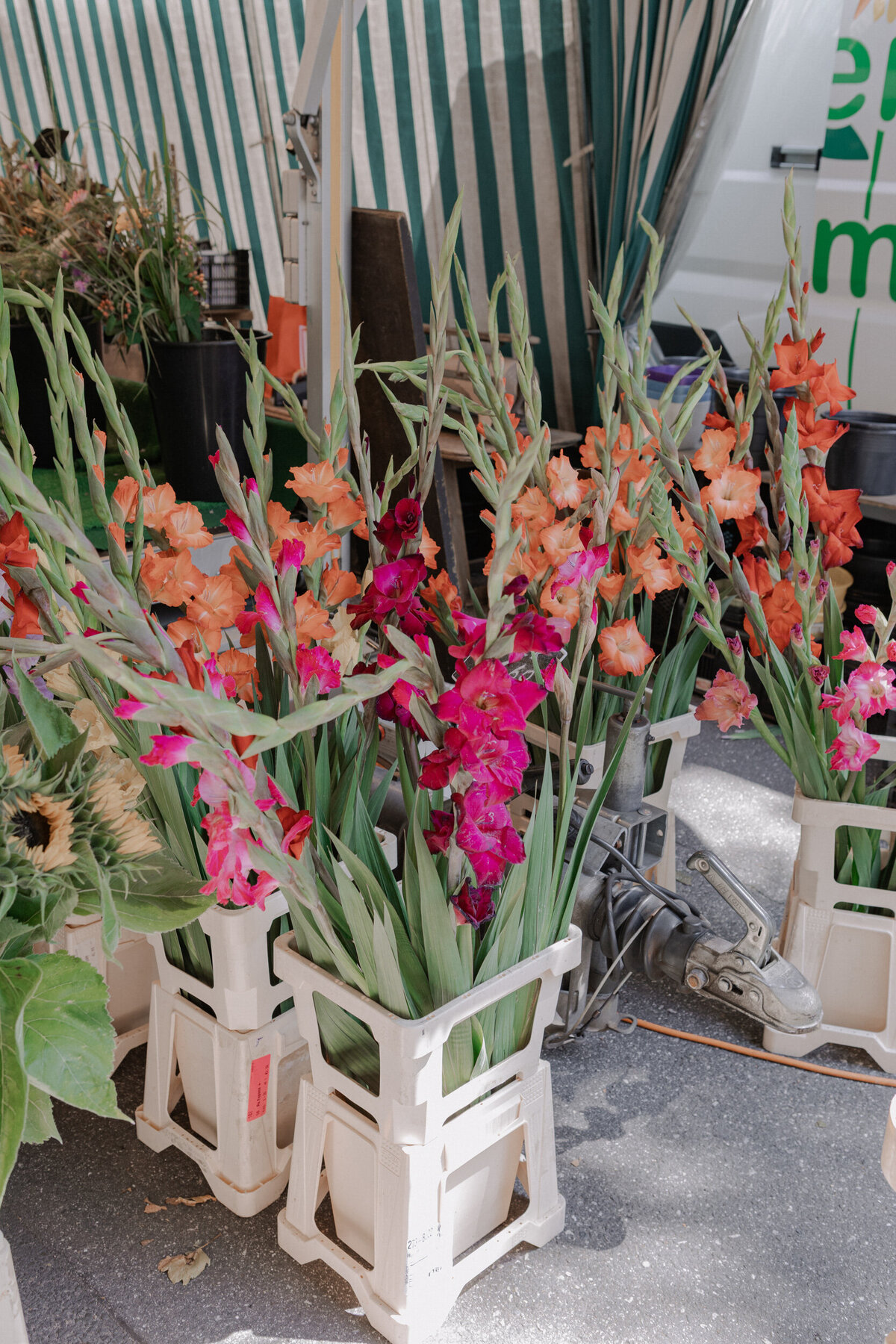 Anh-Marlene-20250808-010