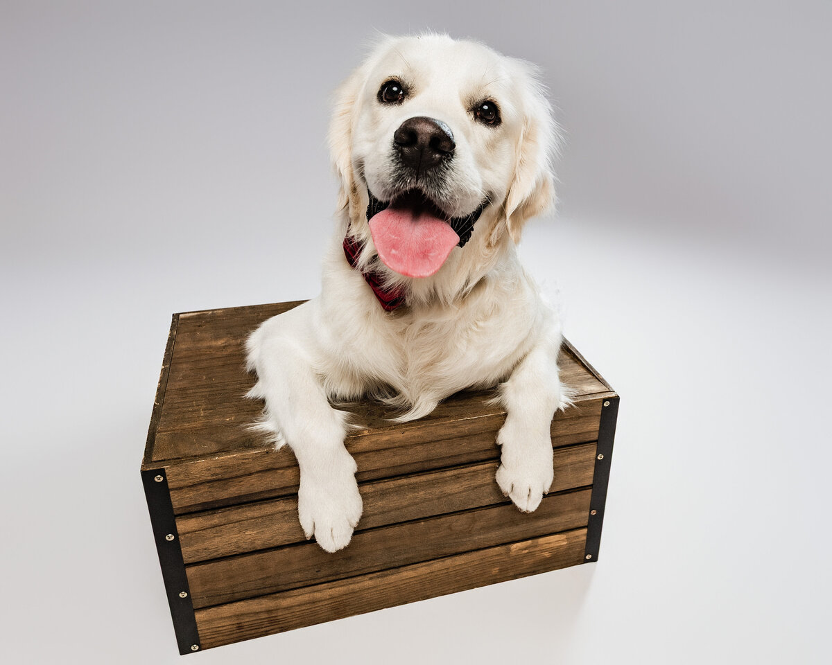 issaquah-dog-photographer-(3 of 5)