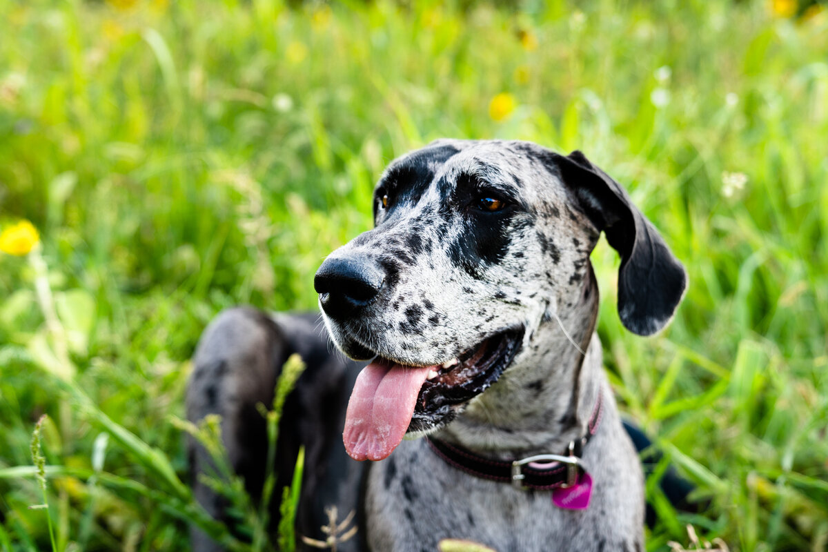 Pet Photographer Grand Junction -  047