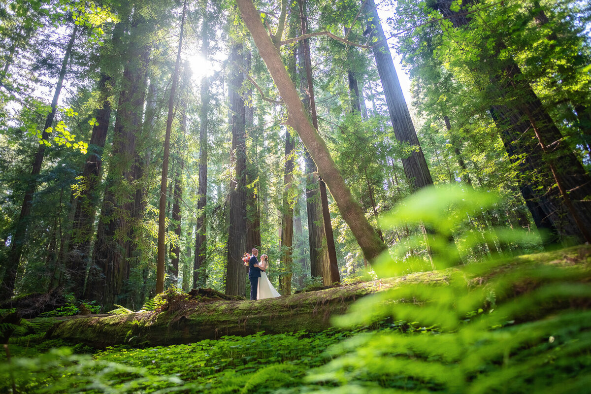 8 Tips To Make Your Redwoods Elopement More Adventurous and Unforgettable 101