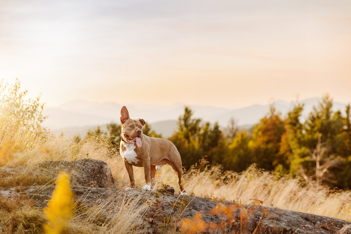 pit bull on mountain