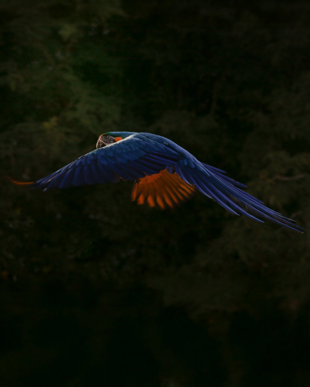 Arara