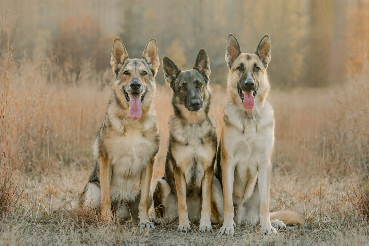 Shepherds-1-4