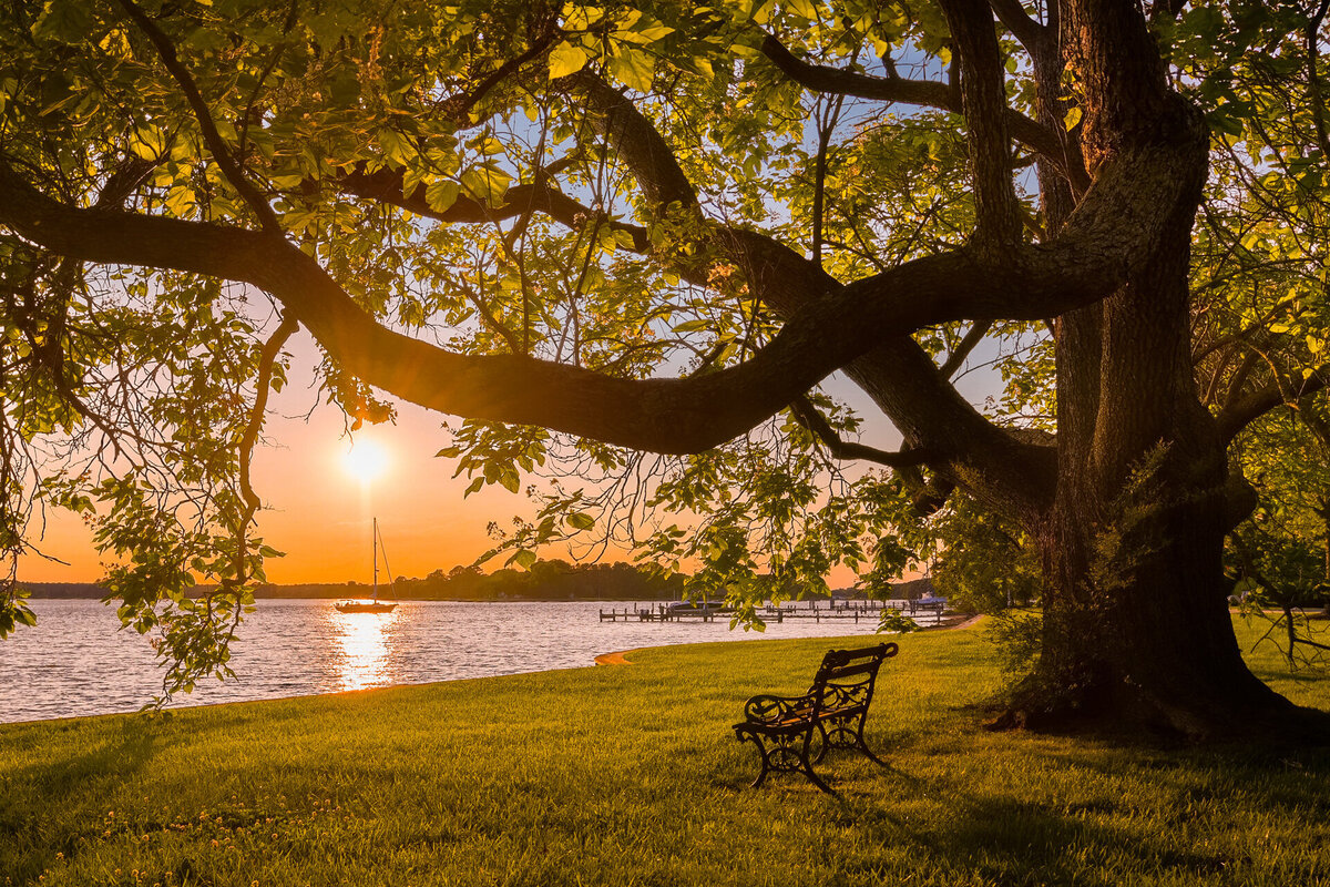 Vacation rental captured by the best real estate photographer in Worcester County, Maryland, Svetlana Leahy of Refined Capture photography, this serene bayside scene at sunset features a sprawling tree casting gentle shadows on the grassy shore. A bench beneath the tree overlooks a silhouetted sailboat against the golden sky.