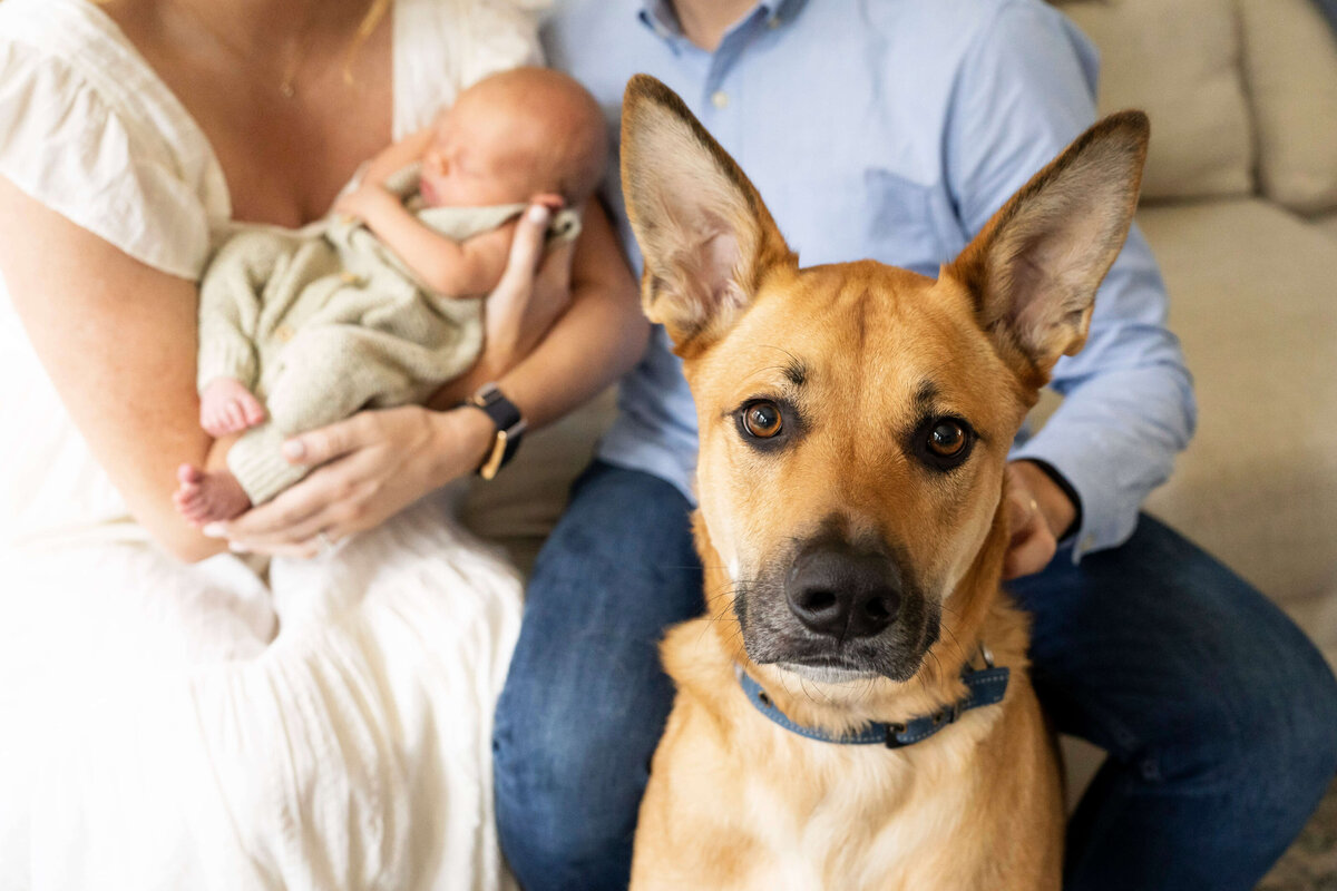 Dog looking at baby with mother father and newborn baby in background
